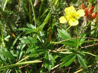 Tormentila,excelente para ,diarrea,ulcera,gingivitis,contusiones,