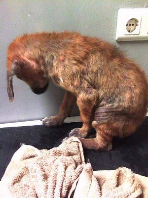 VITA, CACHORRA RESCATADA EN VALENCIA EN LAS CONDICIONES QUE VEIS, MADRINAS, AYUDA POR FAVOR...