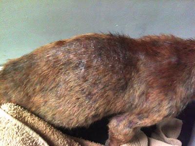 VITA, CACHORRA RESCATADA EN VALENCIA EN LAS CONDICIONES QUE VEIS, MADRINAS, AYUDA POR FAVOR...