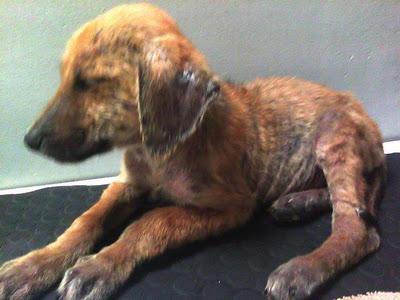 VITA, CACHORRA RESCATADA EN VALENCIA EN LAS CONDICIONES QUE VEIS, MADRINAS, AYUDA POR FAVOR...