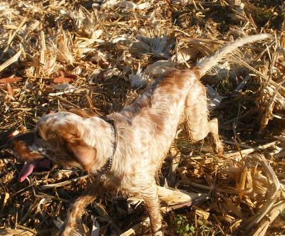 Odin, setter en adopción. (Zaragoza)