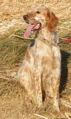 Odin, setter en adopción. (Zaragoza)