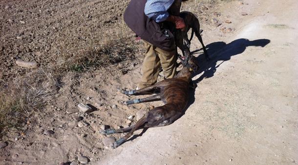 El galgo que no podia más…
