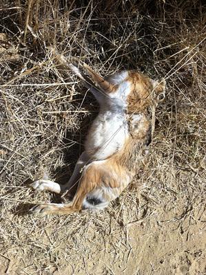 El galgo que no podia más…