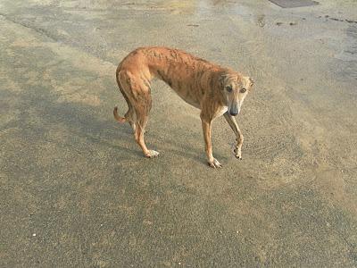 HAN ROBADO A VERDINA!!!