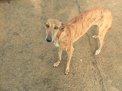 HAN ROBADO A VERDINA!!!