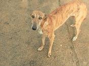 ROBADO VERDINA!!! tiene familia esperandola