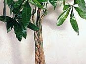 Pachira Aquatica