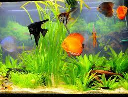 ¿Qué es la acuarioterapia?