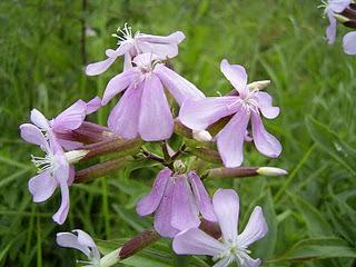 Saponaria