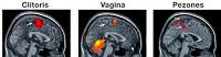 El Clítoris y los Pezones están Conectados