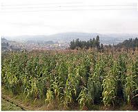 HISTORIAS PARA MEDITAR: Comparte Tú Maíz...