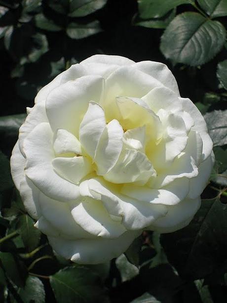 CALLEJEANDO EN OXFORD I : ENTRE GARGOLAS, SABIOS Y HARRY POTTER CALLEJEANDO EN OXFORD I : ENTRE GARGOLAS, SABIOS Y HARRY POTTER