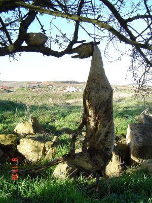 Un animal sacrificado localizado por la ONG Amnistía Animal Madrid.