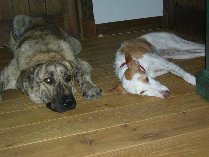 El rincón del adoptante. Carmen y Marirrosqui