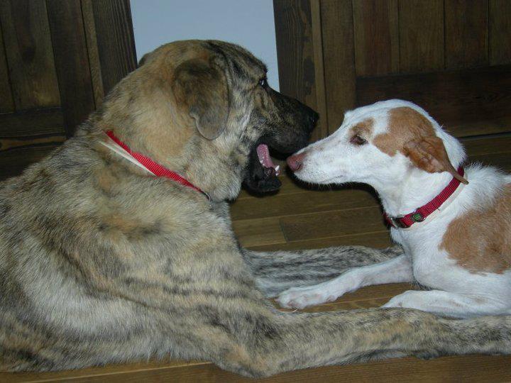 El rincón del adoptante. Carmen y Marirrosqui