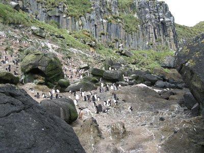 Islas Antípodas: Naturaleza en estado puro