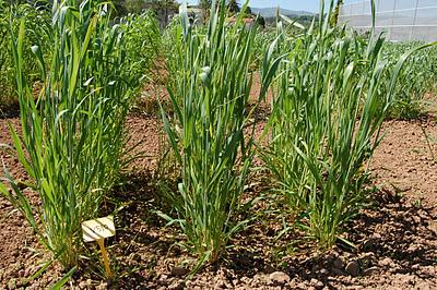 Panecillos De Escanda