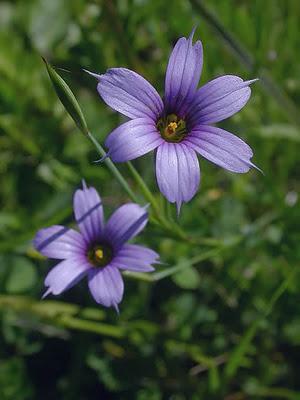 Sisyrinchium platense