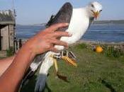 Historias gaviotas: gaviota sombría