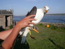 Historias de gaviotas: gaviota sombría