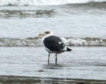 Historias de gaviotas: gaviota sombría