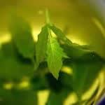 planta medicinal te verde