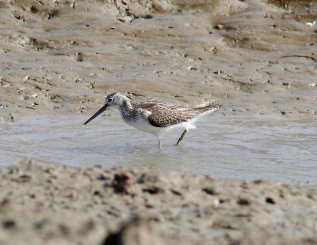 VIAJE AL SUR- LIMÍCOLAS EN CÁDIZ