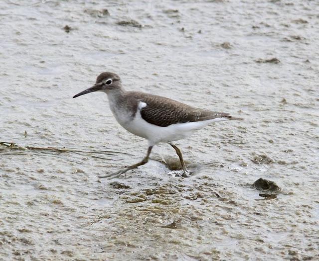 VIAJE AL SUR- LIMÍCOLAS EN CÁDIZ