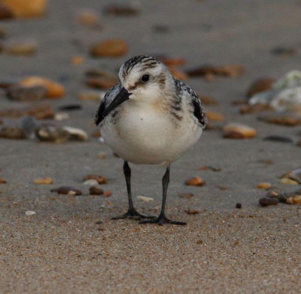 VIAJE AL SUR- LIMÍCOLAS EN CÁDIZ