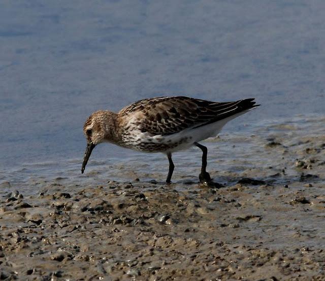 VIAJE AL SUR- LIMÍCOLAS EN CÁDIZ