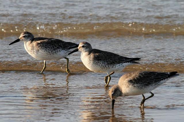 VIAJE AL SUR- LIMÍCOLAS EN CÁDIZ