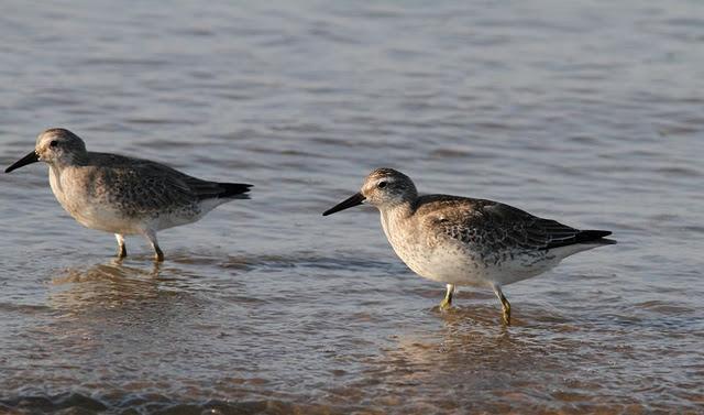 VIAJE AL SUR- LIMÍCOLAS EN CÁDIZ