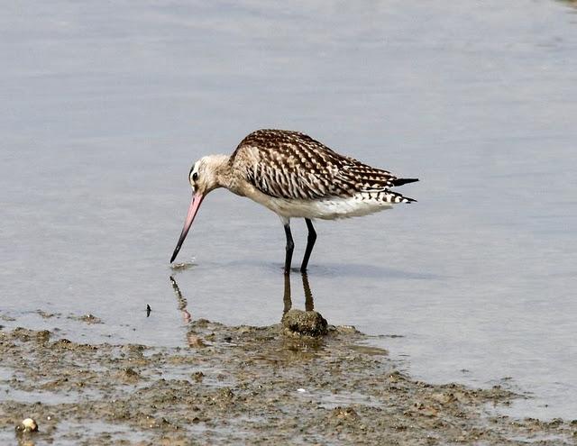 VIAJE AL SUR- LIMÍCOLAS EN CÁDIZ