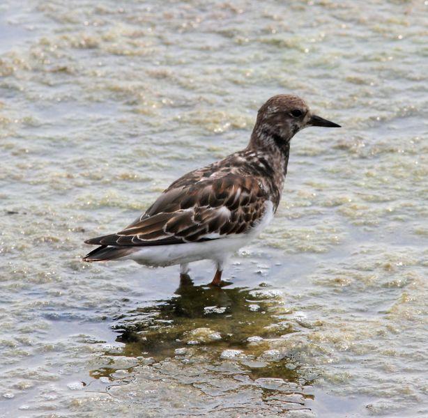 VIAJE AL SUR- LIMÍCOLAS EN CÁDIZ