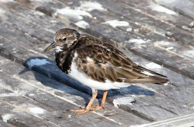 VIAJE AL SUR- LIMÍCOLAS EN CÁDIZ