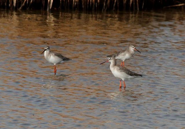 VIAJE AL SUR- LIMÍCOLAS EN CÁDIZ
