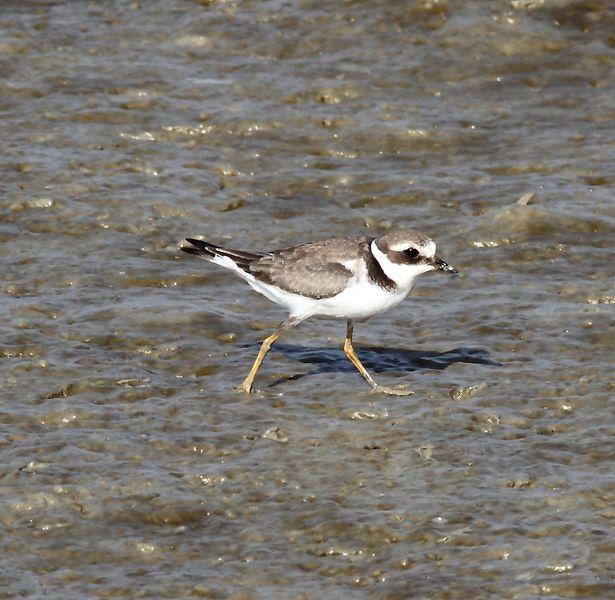 VIAJE AL SUR- LIMÍCOLAS EN CÁDIZ