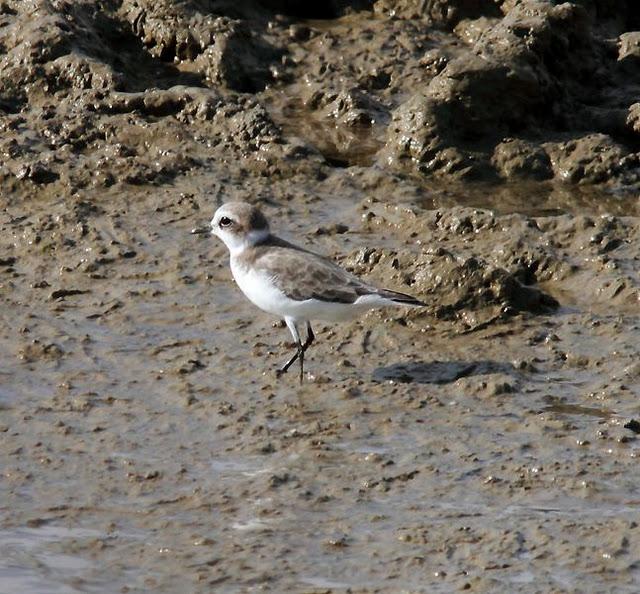 VIAJE AL SUR- LIMÍCOLAS EN CÁDIZ