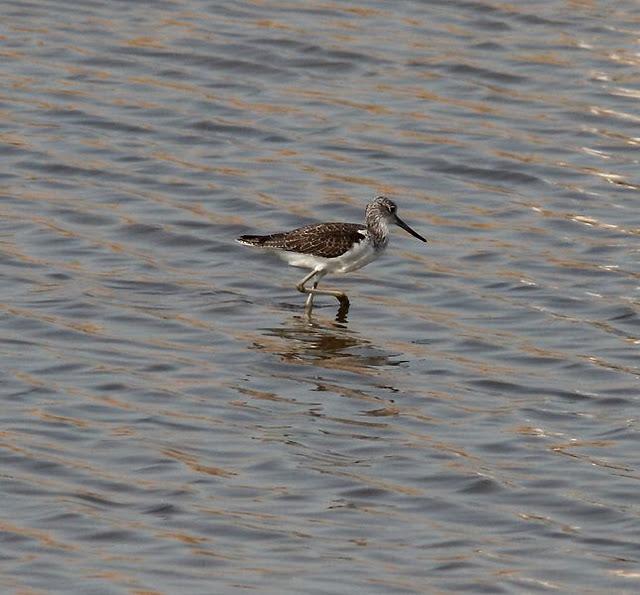 VIAJE AL SUR- LIMÍCOLAS EN CÁDIZ