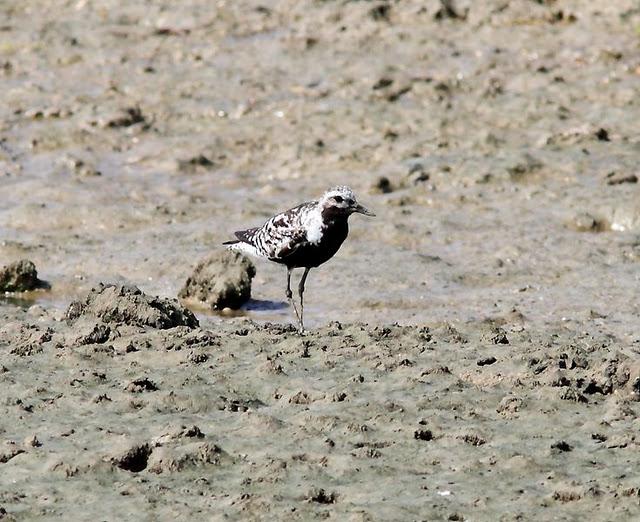 VIAJE AL SUR- LIMÍCOLAS EN CÁDIZ
