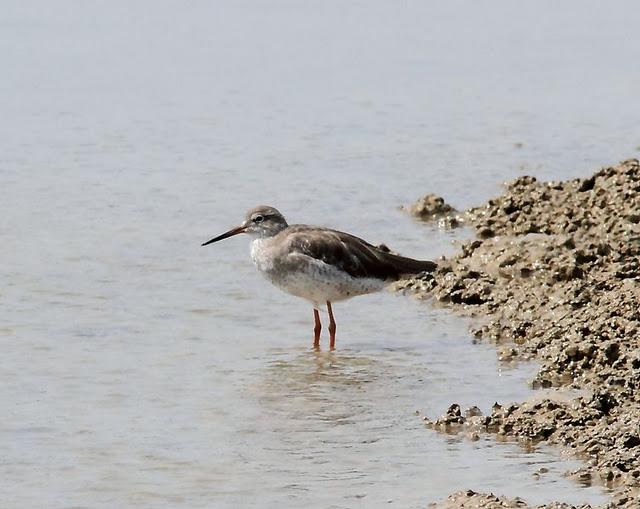 VIAJE AL SUR- LIMÍCOLAS EN CÁDIZ
