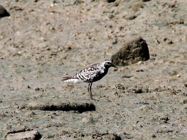 VIAJE AL SUR- LIMÍCOLAS EN CÁDIZ