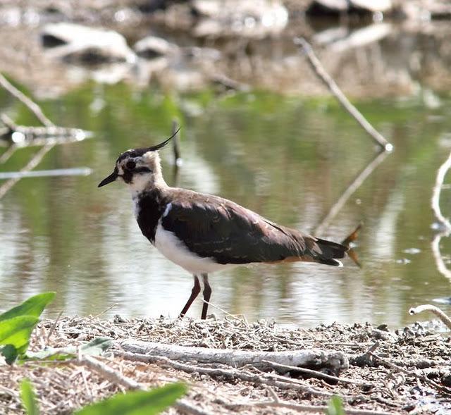 VIAJE AL SUR- LIMÍCOLAS EN CÁDIZ