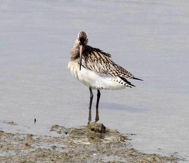 VIAJE AL SUR- LIMÍCOLAS EN CÁDIZ
