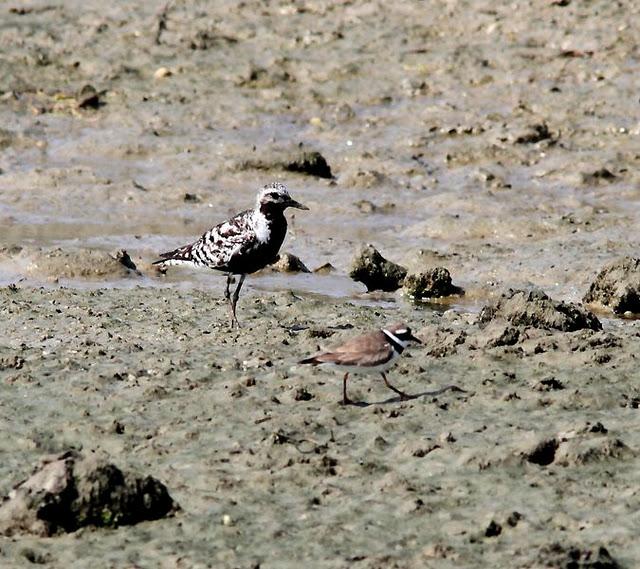 VIAJE AL SUR- LIMÍCOLAS EN CÁDIZ