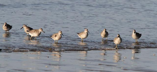 VIAJE AL SUR- LIMÍCOLAS EN CÁDIZ