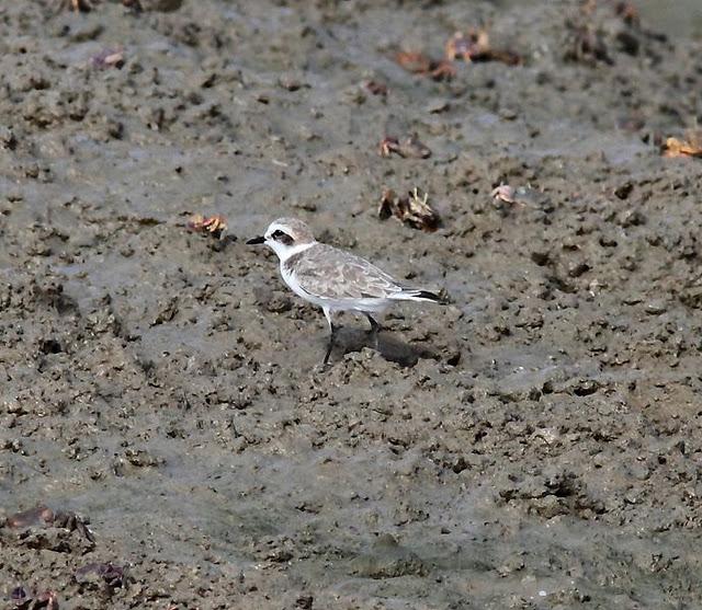 VIAJE AL SUR- LIMÍCOLAS EN CÁDIZ