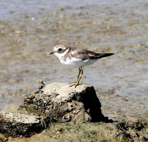 VIAJE AL SUR- LIMÍCOLAS EN CÁDIZ