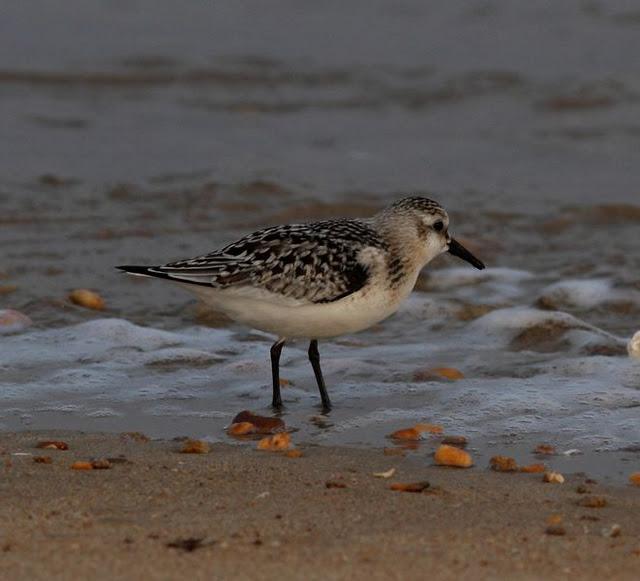 VIAJE AL SUR- LIMÍCOLAS EN CÁDIZ